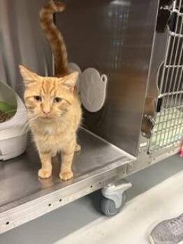 Blaze -  Domestic Short Hair Cat for Adoption in Boyne City, Michigan - Blaze | PetCurious