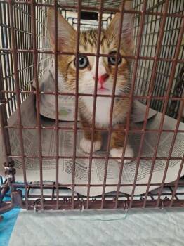 Domestic Short Hair Cats Available for Adoption in Fort Lauderdale, Florida - MORTY | PetCurious