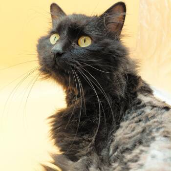 Domestic Medium Hair Cats Available for Adoption in Springfield, Missouri - Telly | PetCurious