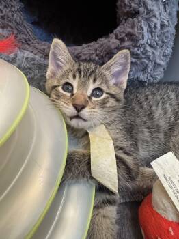 Tabby Cats Available for Adoption in Sunrise, Florida - Ollie | PetCurious