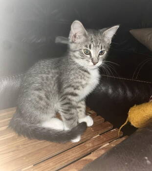 Rescue Domestic Short Hair Cats for Adoption in Minneapolis, Minnesota - Biggie | PetCurious