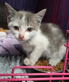 Frenchy -  Domestic Short Hair Cat for Adoption in Clinton, Missouri - Frenchy | PetCurious