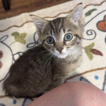 Gus-Gus -  Domestic Short Hair Cat for Adoption in Richmond, Virginia - Gus-Gus | PetCurious