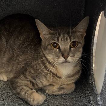 Rescue American Shorthair Cats for Adoption in Galveston, Texas - Barn Cat Maria | PetCurious