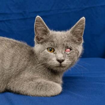 Tai -  Domestic Short Hair Cat for Adoption in Harrisonburg, Virginia - Tai | PetCurious