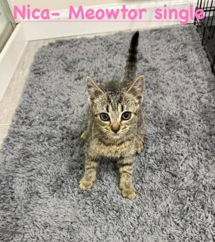 Nica (The Meowtor Girl) -  Domestic Short Hair Cat for Adoption in Telford, Pennsylvania - Nica (The Meowtor Girl) | PetCurious