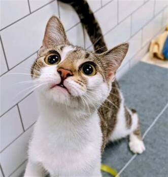 KEEBLER -  Domestic Short Hair Cat Available for Adoption in Bloomington, Illinois - KEEBLER | PetCurious