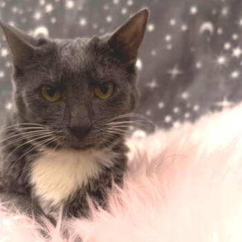 Domestic Short Hair Cats Available for Adoption in Riverwoods, Illinois - Kakashi | PetCurious