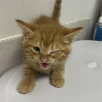 Thalor -  Domestic Short Hair Cat for Adoption in St. Louis, Missouri - Thalor | PetCurious