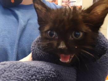 LYRO -  Domestic Short Hair Cat for Adoption in Tulsa, Oklahoma - LYRO | PetCurious