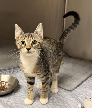 Denver -  Domestic Short Hair and Tabby Cat for Adoption in Fort Lauderdale, Florida - Denver | PetCurious