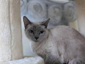 FILOMENA -  Siamese Cat for Adoption in Camarillo, California - FILOMENA | PetCurious