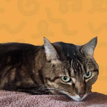 Domestic Short Hair Cats Available for Adoption in Reno, Nevada - Lu Boo | PetCurious