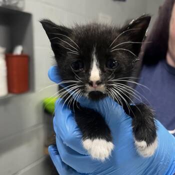 Tarantula -  Domestic Short Hair Cat for Adoption in Summerville, South Carolina - Tarantula | PetCurious