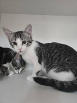 Frosted Flakes -  Domestic Short Hair Cat for Adoption in Savannah, Georgia - Frosted Flakes | PetCurious