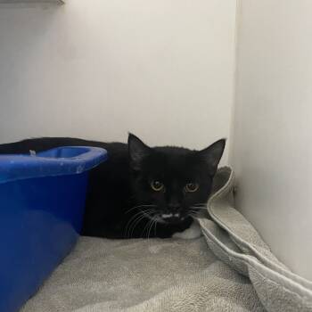 Rescue Domestic Short Hair Cats for Adoption in Philadelphia, Pennsylvania - Jason | PetCurious