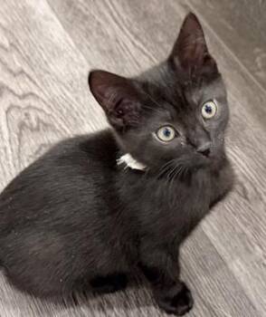 Domestic Short Hair Cats Available for Adoption in North Highlands, California - Snoopy W | PetCurious