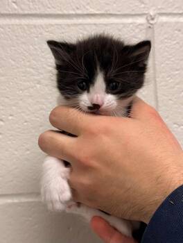 Domestic Short Hair Cats Available for Adoption in Defiance, Ohio - Jasper | PetCurious