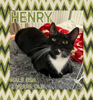 Rescue Domestic Short Hair Cats for Adoption in Danville, Indiana - Henry | PetCurious