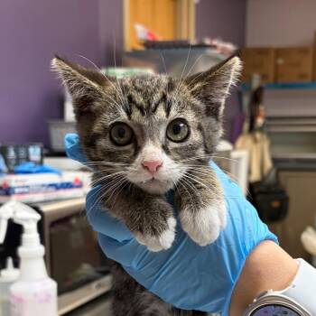 Amber -  Domestic Short Hair Cat Available for Adoption in Newark, New Jersey - Amber | PetCurious