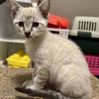 Tango -  Domestic Short Hair and Siamese Cat for Adoption in Evansville, Indiana - Tango | PetCurious