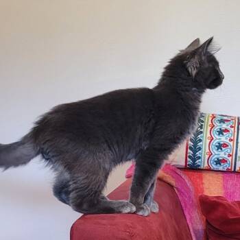 Klondike -  Domestic Medium Hair and Maine Coon Cat for Adoption in Coos Bay, Oregon - Klondike | PetCurious