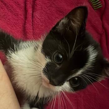 Hurley -  Domestic Short Hair Cat for Adoption in Westminster, California - Hurley | PetCurious