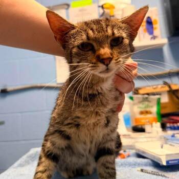 Alto -  Domestic Short Hair Cat for Adoption in Nashville, Tennessee - Alto | PetCurious
