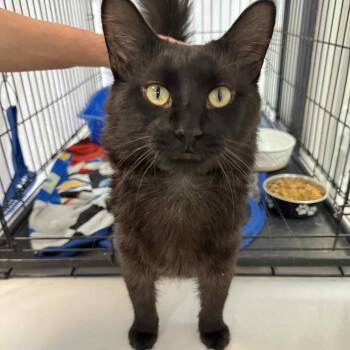 Rescue Domestic Medium Hair Cats for Adoption in Martinsville, Indiana - Flip Flop | PetCurious