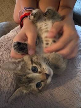 Tigress -  Tabby Cat for Adoption in San Antonio, Texas - Tigress | PetCurious
