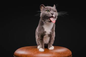 Pita -  Domestic Short Hair Cat for Adoption in Raleigh, North Carolina - Pita | PetCurious