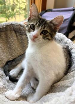 Puffin -  Domestic Short Hair Cat for Adoption in Kansas City, Missouri - Puffin | PetCurious