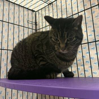 Hank -  Domestic Short Hair Cat Available for Adoption in Saugerties, New York - Hank | PetCurious