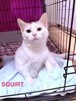 Rescue Domestic Short Hair Cats for Adoption in Pine Grove, Pennsylvania - Squirt | PetCurious