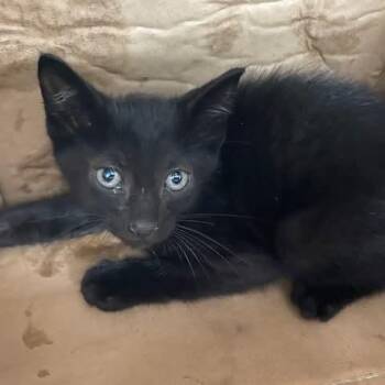 Domestic Short Hair Cats Available for Adoption in Vieques, Vieques - Benito | PetCurious