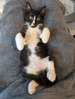 Rescue Domestic Short Hair Cats for Adoption in Boca Raton, Florida - Milton & Ernest The Polydactyl BONDED | PetCurious