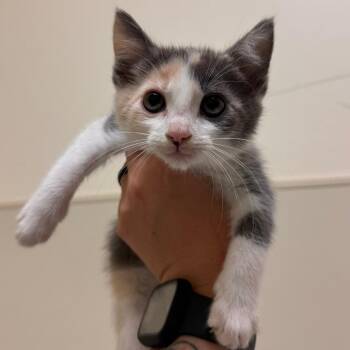 Psyche -  Domestic Short Hair Cat for Adoption in Lynchburg, Virginia - Psyche | PetCurious