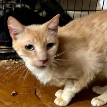 Mustafah -  American Shorthair and Tabby Cat for Adoption in New Orleans, Louisiana - Mustafah | PetCurious
