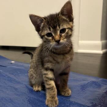 Rescue Domestic Short Hair and Tabby Cats for Adoption in Lemont, Illinois - Tula | PetCurious