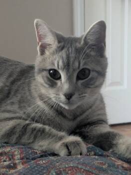 Rescue Domestic Short Hair Cats for Adoption - Nimbus 2 | PetCurious