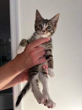 Josh -  Domestic Short Hair Cat for Adoption in Morristown, New Jersey - Josh | PetCurious