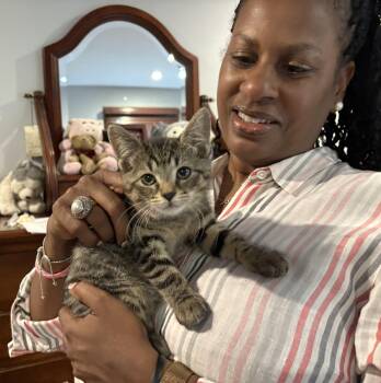 Rescue Domestic Short Hair Cats for Adoption in Moorestown, New Jersey - Daisy | PetCurious