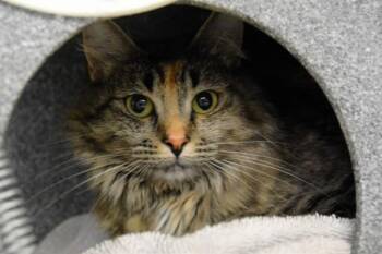 MEEKA -  Domestic Long Hair Cat for Adoption in Colorado Springs, Colorado - MEEKA | PetCurious
