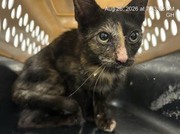 MARBLE -  Domestic Short Hair Cat for Adoption in Ocala, Florida - MARBLE | PetCurious