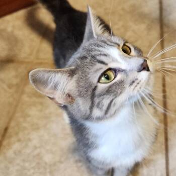 Tyson Beckpurr -  Domestic Short Hair Cat for Adoption in Saint Paul, Minnesota - Tyson Beckpurr | PetCurious