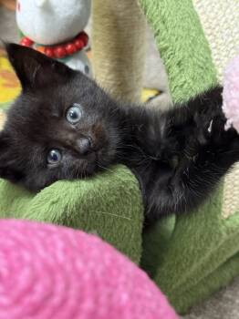 Rescue Domestic Short Hair Cats for Adoption in Mount Laurel Township, New Jersey - Baby Rainbow Brite Sailor | PetCurious