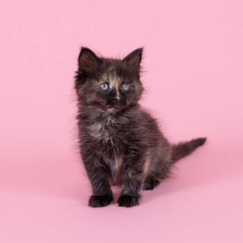 Rescue Domestic Short Hair Cats for Adoption in Dallas, Texas - Violet | PetCurious