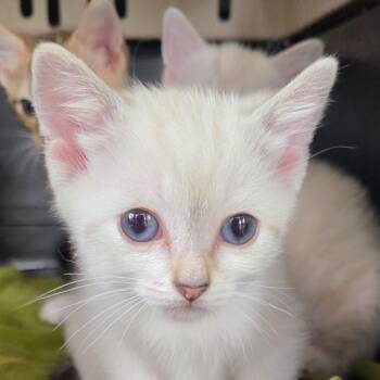 Elsa -  Domestic Short Hair Cat for Adoption in Glenfield, New York - Elsa | PetCurious