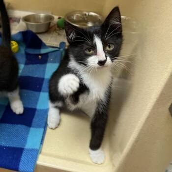 Rescue Tuxedo Cats for Adoption in Clarksville, Virginia - Rolling Pin | PetCurious