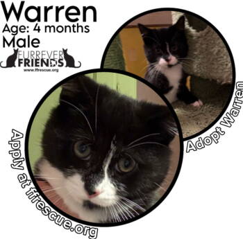 Rescue Domestic Short Hair Cats for Adoption in Woodbury, New Jersey - Warren | PetCurious